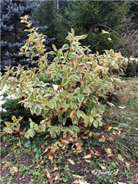 03088a88-20181124 VV vajgela.jpg